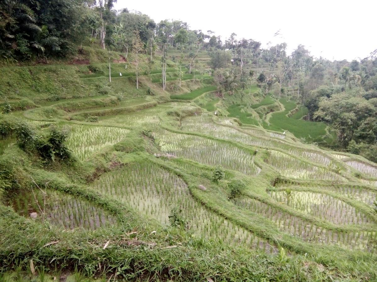Tetebatu Terrace Homestay Exteriör bild