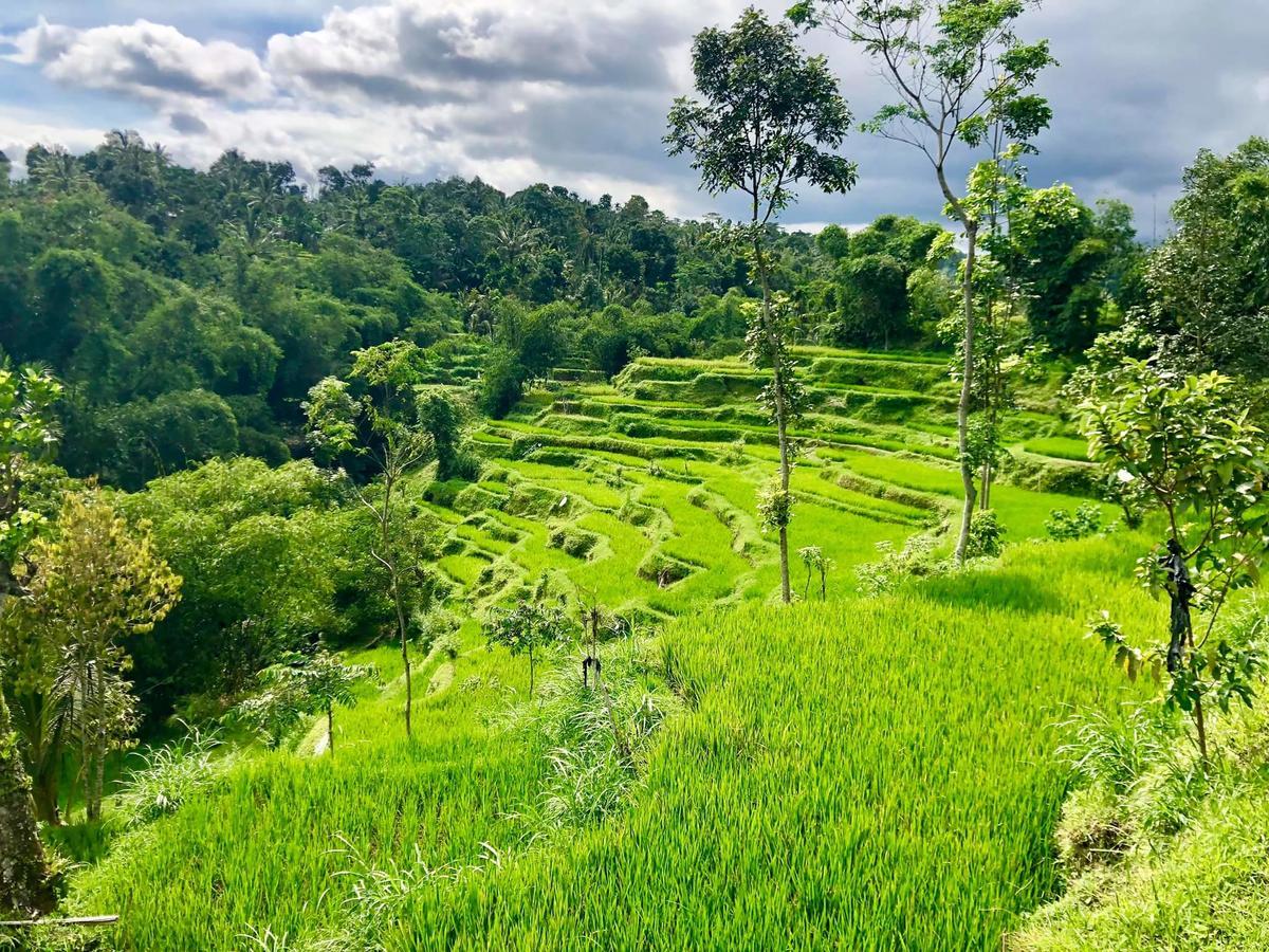 Tetebatu Terrace Homestay Exteriör bild